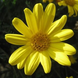 Meet your Posher, Chanel